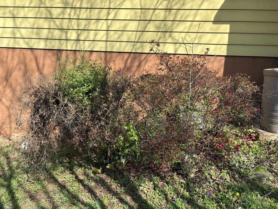 Yard debris and equipment removal in Charlottesville VA — Albemarle Moving