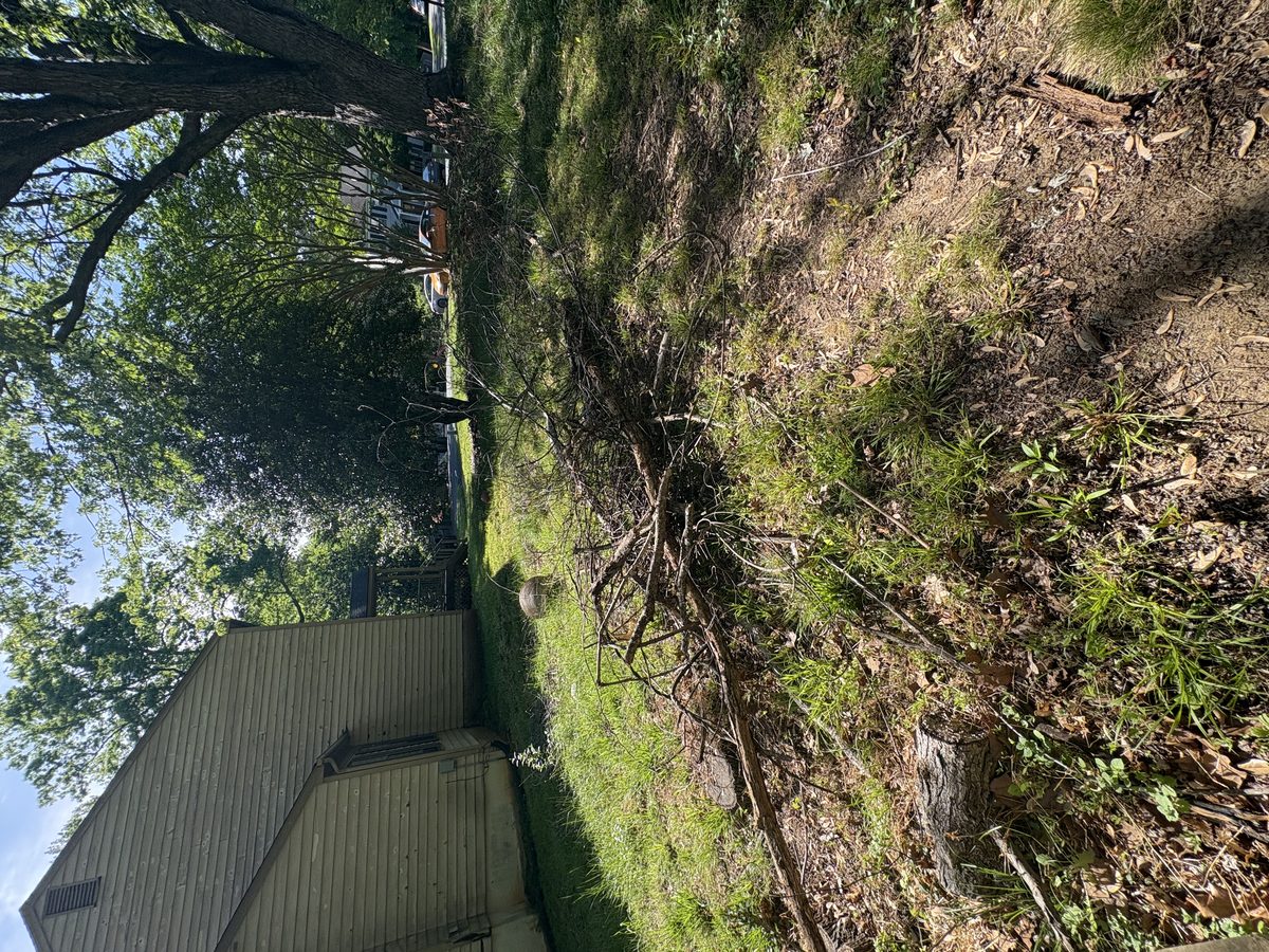 Tree branches and brush yard debris Charlottesville VA