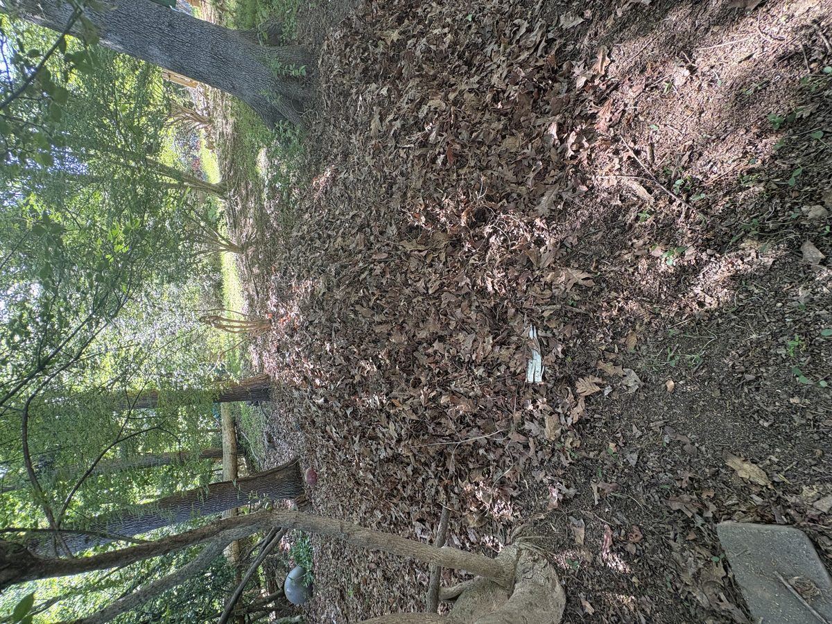 Large leaf pile yard debris removal Charlottesville VA