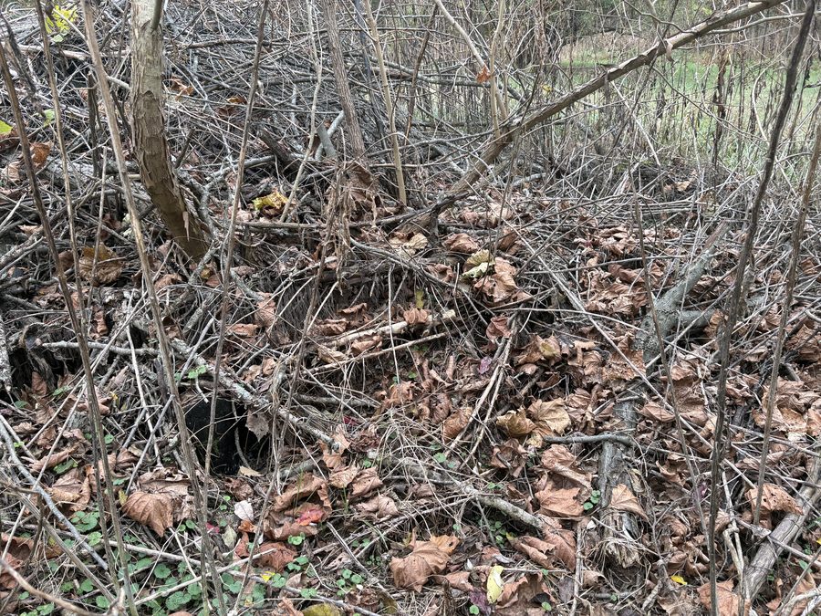 Yard debris removal before in Lovingston VA — Albemarle Moving